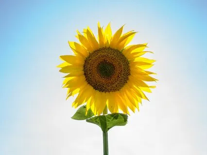 Affirmations For Joy