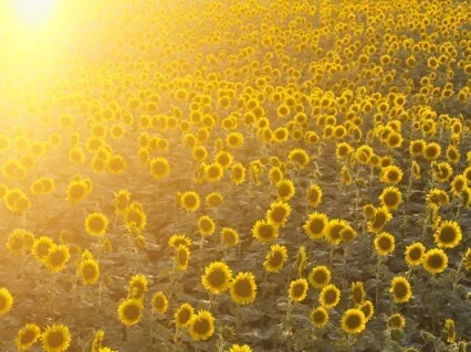 Affirmations For Manifestation 