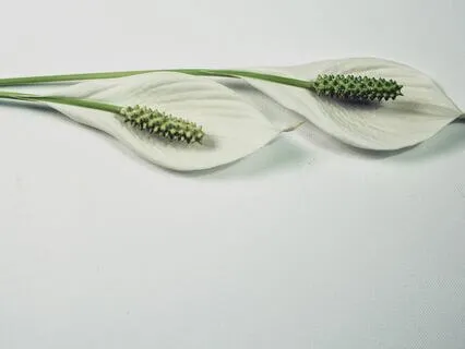 Affirmations For Peace - No Intro