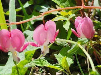 Affirmations For Self-Love, Compassion & Connection