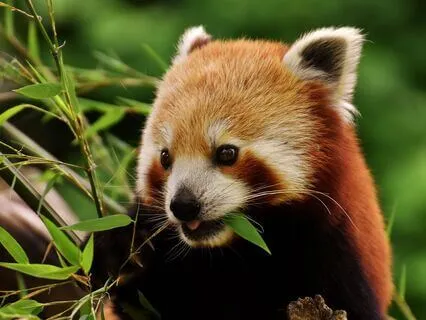 Affirmations For Playfulness