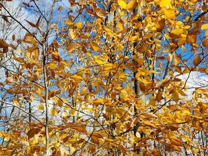 Affirmations For Resilience, Self-Worth & Growth