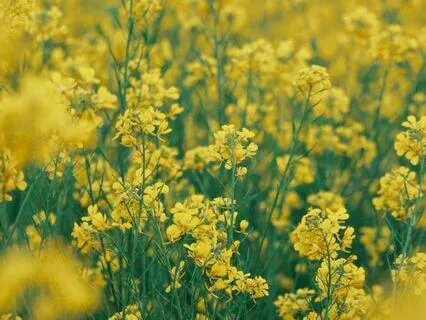 Affirmations For Self-Acceptance, Growth & Inner Peace