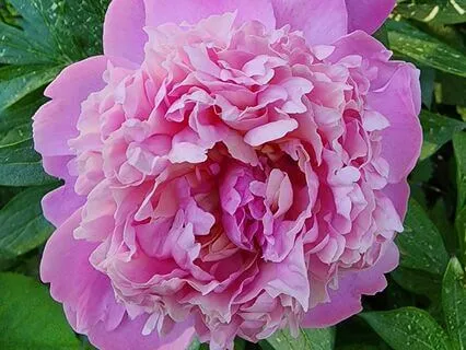 Affirmations For Self-Acceptance, Inner Peace & Gratitude