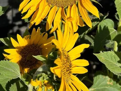 Affirmations For Self Esteem