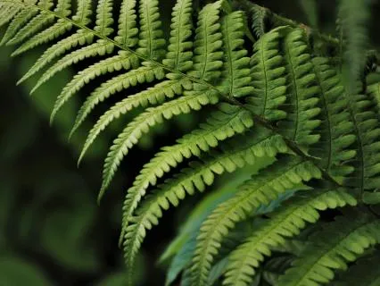 Affirmations For Self-Worth