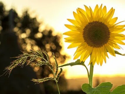 Affirmations For Spiritual Growth