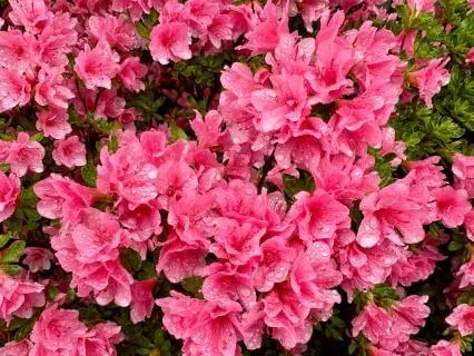 Affirmations For Spring