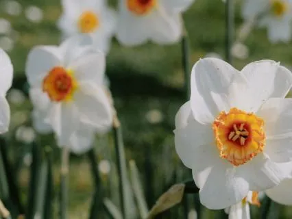 Affirmations For Stepparents