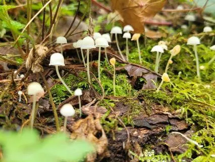 Affirmations For The Year Of The Horse 2026