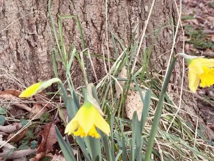 Affirmations For Trust & Planning (Imbolc & The Midseason)