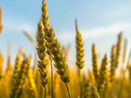 Affirmations For Wealth & Success