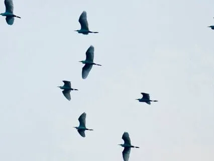 Letting Go With Grace: Affirmations For Forgiveness, Freedom