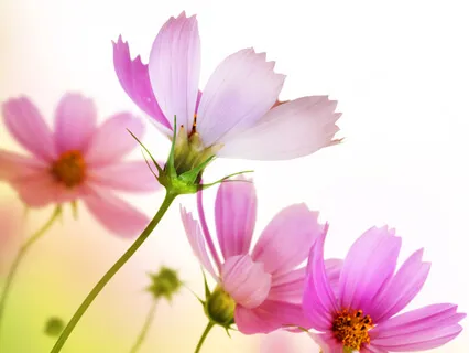 Affirmations - Happiness Fulfillment