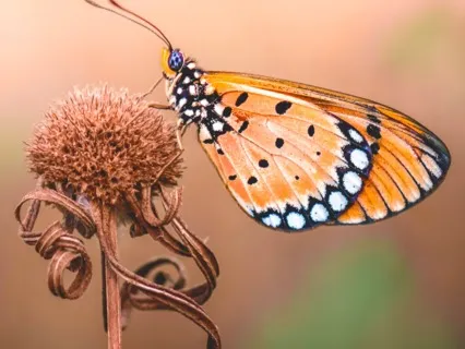 Affirmations | Healing & Forgiveness