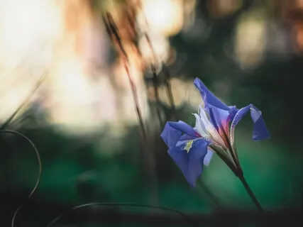 Affirmations: I Am Ultra-Violet Angelic Fire