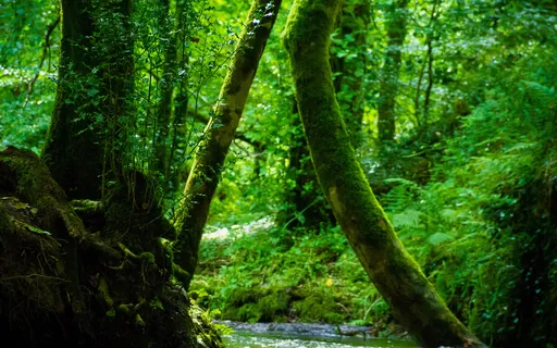 Affirmations: Live Free From Clutter (No Introduction)