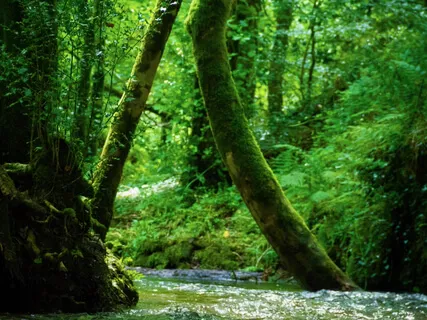 Affirmations: Live Free From Clutter