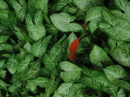 Affirmations Of Lovability