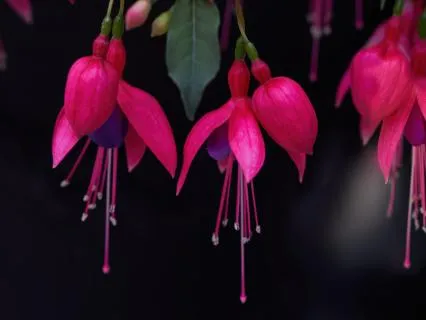 Affirmations Of Love & Miracles