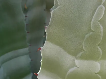 Affirmations Of Support