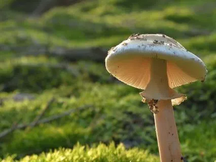 Affirmations Of The Natural Mind - No.7