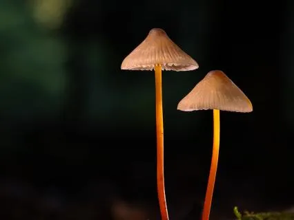 Affirmations Of The Natural Mind No. 9