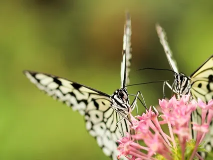 Affirmations To Attract Love