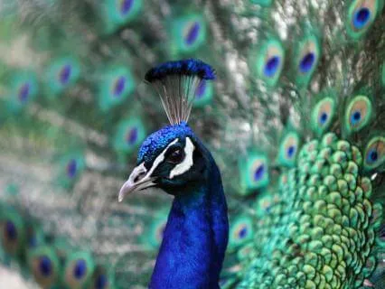 Affirmations To Be Fully Expressed