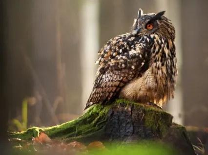 Affirmations To Be The Best Musician And Content Creator