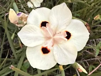 Affirmations To Bring Our Your Divine Masculine Side