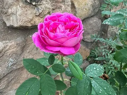 I Am The Earth: Embodiment Affirmations