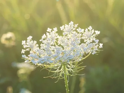 Affirmations To Destress