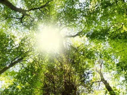 Affirmations To Embrace The Inner Trickster And Become Whole