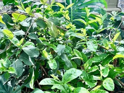 Affirmations To Overcome Anxiety And Feel Calm