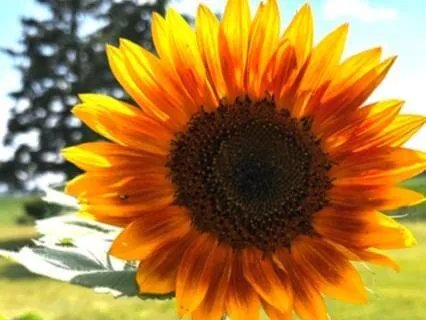 Affirmations To Raise Self-Perception