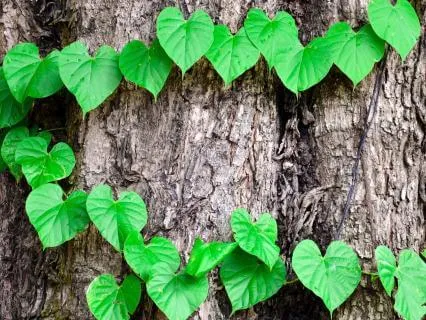 Affirmations To Reduce Stress And Overthinking