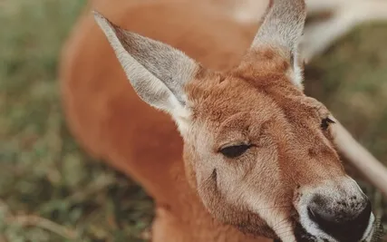 Affirmations With Binaural Beats For musicians 