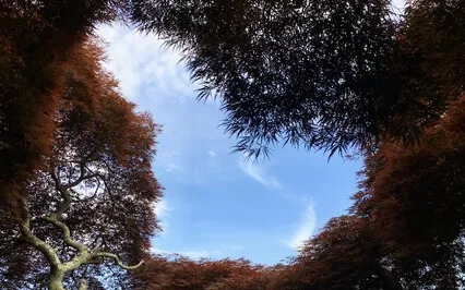 Affirmations With Hafiz