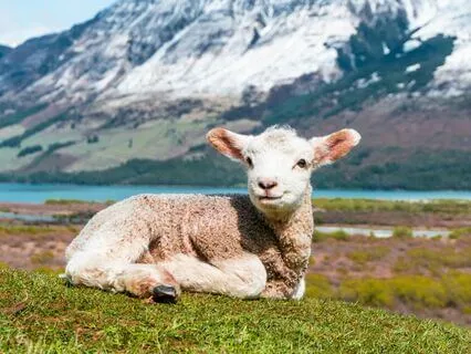 Affirmative Prayer For Compassion