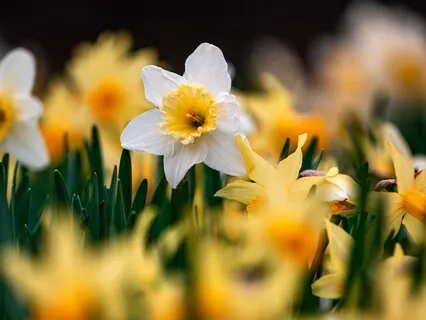 Аффирмации "Росток Уверенности"