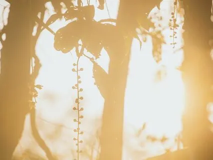 Reiki Energy: A Guidance For Healing And Wellness