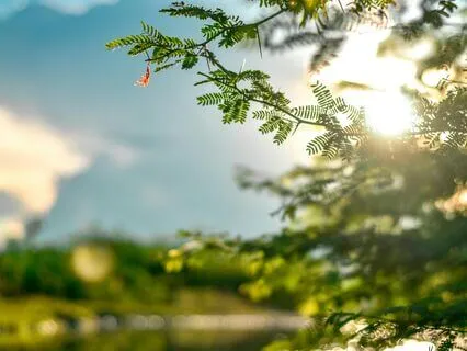 Affluence & Opulence