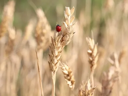 Afirmações de Abundância