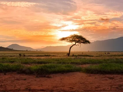 African Busland - Meditation, Episode 8