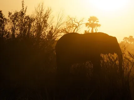 African Desert - The Sounds Of Silence