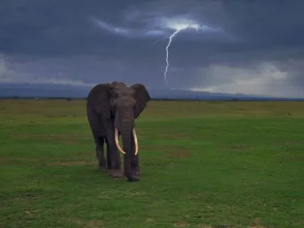 African Rain Healing Sleep