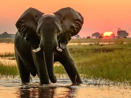 African Sleep Story: The Lost Explorer Of The Mkuze River