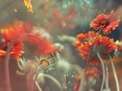 After The Fall - Where I Want To Be