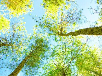 After The Meal - Releasing Guilt And Finding Stillness